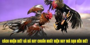 Cách Nhận Biết Gà Đá Hay Chuẩn Nhất Hiện Nay Mà Bạn Nên Biết