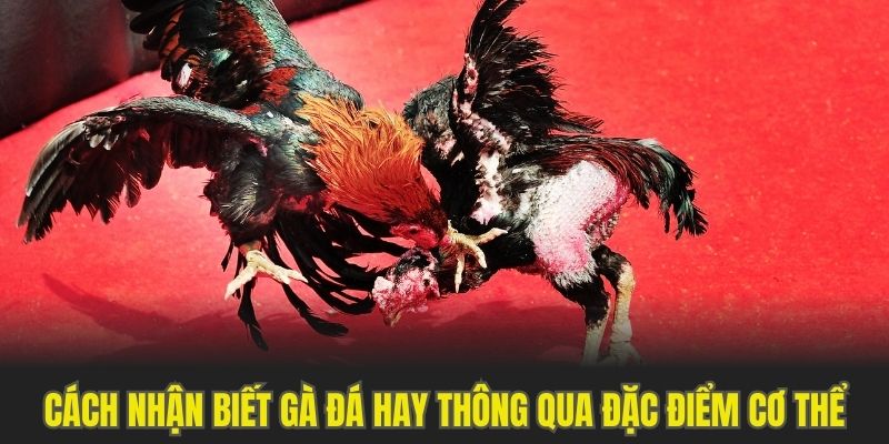 Cách nhận biết gà đá hay thông qua đặc điểm cơ thể