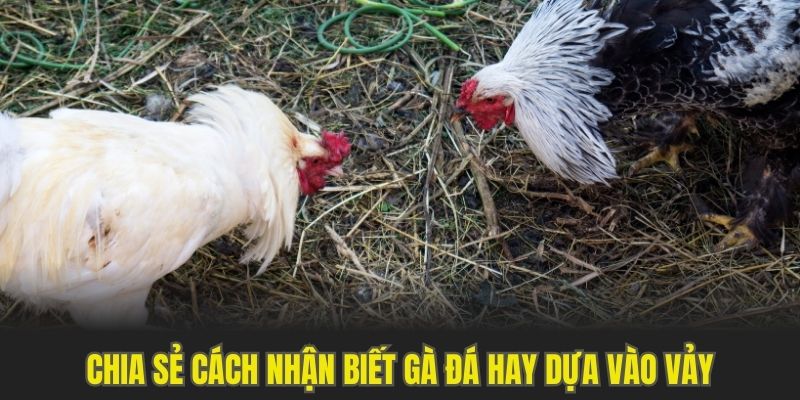 Chia sẻ cách nhận biết gà đá hay dựa vào vảy