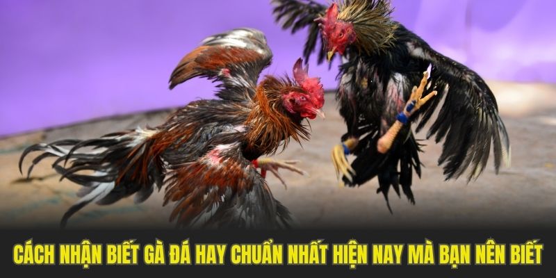 Cách Nhận Biết Gà Đá Hay Chuẩn Nhất Hiện Nay Mà Bạn Nên Biết