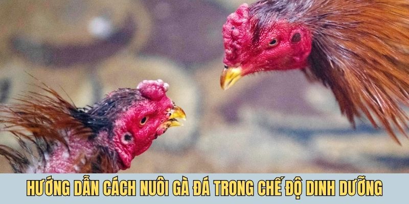 Hướng dẫn cách nuôi gà đá trong chế độ dinh dưỡng