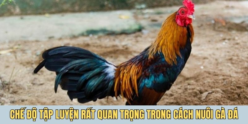 Chế độ tập luyện rất quan trọng trong cách nuôi gà đá