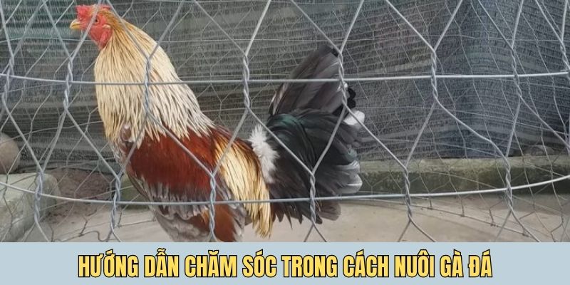 Hướng dẫn chăm sóc trong cách nuôi gà đá