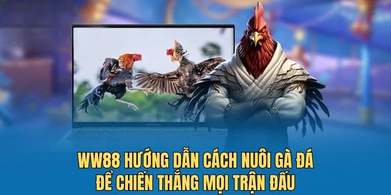 WW88 hướng dẫn cách nuôi gà đá để chiến thắng mọi trận đấu