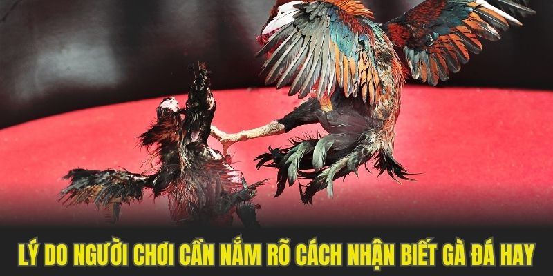 Lý do người chơi cần nắm rõ cách nhận biết gà đá hay